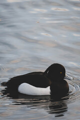 Reiherente im Wasser