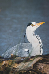 Graureiher Fischreiher freie Natur