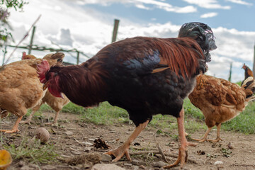 Close up of rooster in a farm