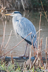 Graureiher Fischreiher freie Natur