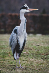 Graureiher Fischreiher freie Natur