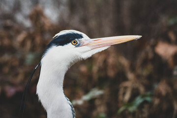 Graureiher Fischreiher freie Natur