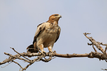 Tawny eagle ready for takeoff