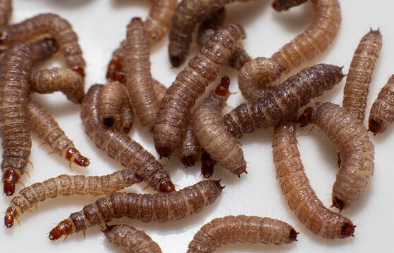 Worms found in dry dog food/Kibble