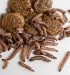 Worms found in dry dog food/Kibble