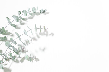 ユーカリ　爽やかな植物の白背景素材