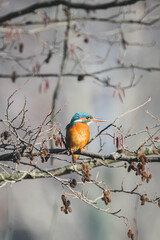 Eisvogel am Ufer I