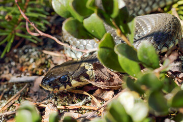 Grass snake