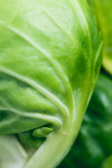 cabbages 
cabbages texture 
green texture
plant texture
