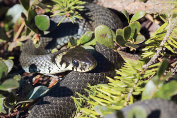 Grass snake