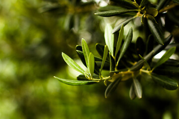 olive 
plant
olive tree