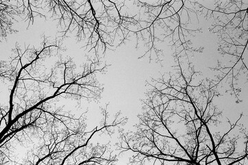 Tree branches silhouette
