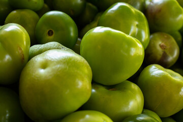green tomatoes 
tomatoe harvest
organic
organic tomatoe