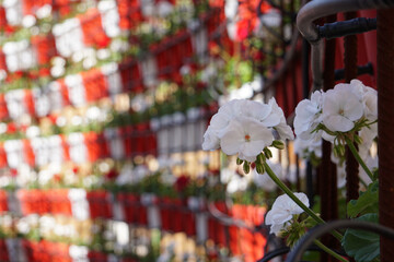 Closeup of white geranium blooming in a garden under the sunlight in Murcia, Spain