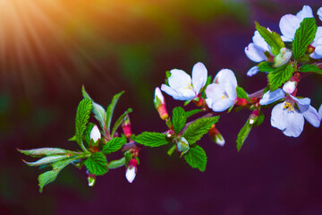 Blossoming branch apple. Bright colorful spring flowers