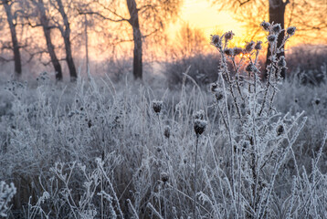dawn on a snow-covered field amid grass. Snow and frost on the plants. Ice grass. Ice tale....