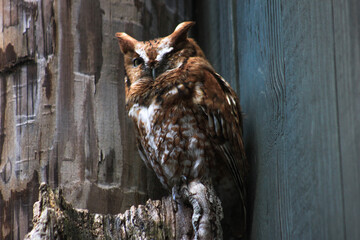 Owl in a barn