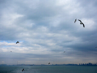 Fototapeta na wymiar In the background of dark clouds and sea skyline, seagulls are flying freely.