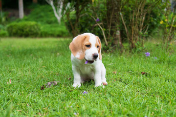 Adorable little Beagle puppy dog purebred pet sitting, playing, and eating flower on grass yard lawn