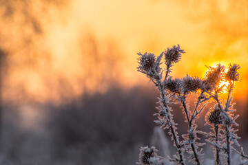 Fototapeta premium dawn on a snow-covered field amid grass. Snow and frost on the plants. Ice grass. Ice tale. Beautiful winter background with branches covered with hoarfrost. The plants are covered with frost. 