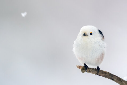 long-tailed tit