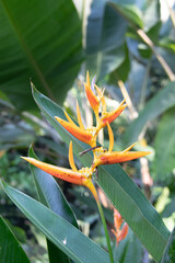 Fleur tropicale, parc floral sur l'île de Penang, Malaisie
