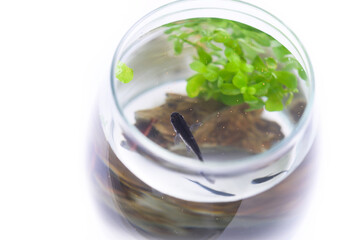 アクアリウム　餌を食べる黒メダカ