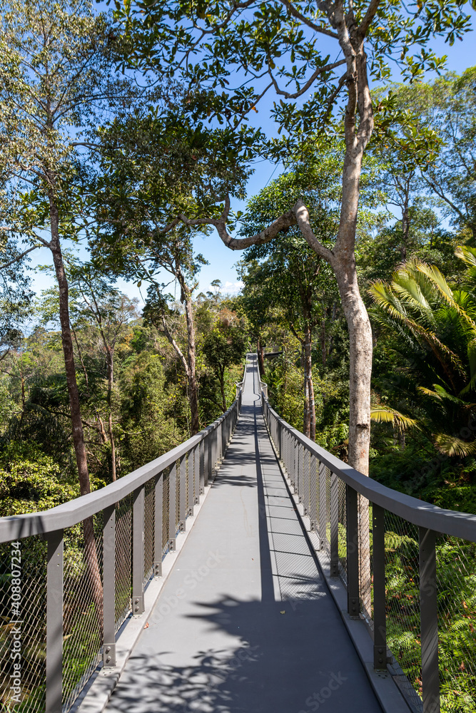 Canvas Prints Passerelle sur la canopée dans la jungle, île de Penang, Malaisie  