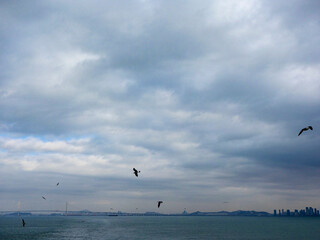 In the background of dark clouds and sea skyline, seagulls are flying freely.