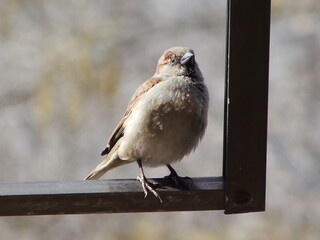 A landed sparrow