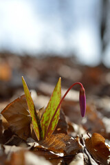 Erythronium dens-canis, Dog's tooth violet, Fawn lilies