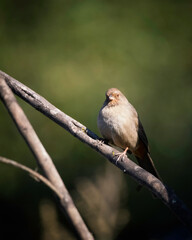 California Towhee (Melozone crissalis) perches on a shrub in Franklin Canyon, Los Angeles, CA.
