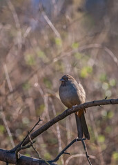California Towhee (Melozone crissalis) perches on a shrub in Franklin Canyon, Los Angeles, CA.