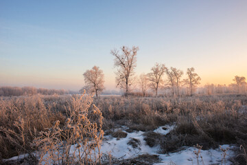 winter sunrise and a tree on a slope. Fantastic winter landscape. frozen snowy trees at sunrise. Christmas holiday background