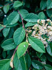 Rain drops on green leaves. Nature after rain. Selective focus.