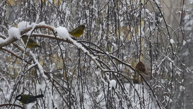 Forest birds on a branch in the snow..
