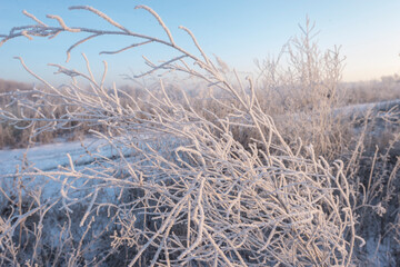 dawn on a snow-covered field amid grass. Snow and frost on the plants. Ice grass. Ice tale....