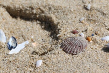Closeup Sand and Sea Shells