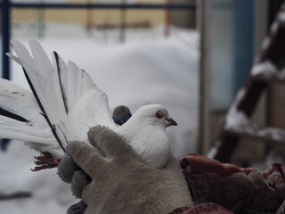 A domestic pigeon sits in the hands of the owner. Passion for pigeons and keeping them in private...