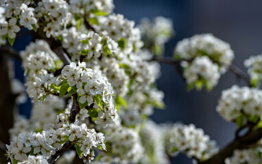 Blooming pear tree is brightly lit by sunlight. Selective focus.