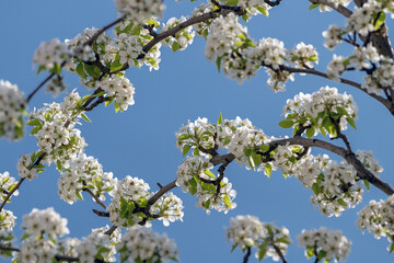 Branches of a blossoming pear tree against a blue sky. Selective focus..