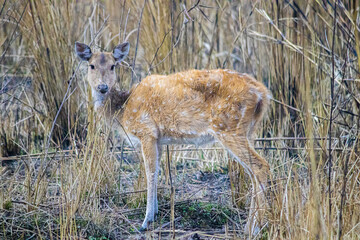 deer in the grassland