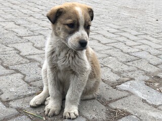 puppy sitting on the ground