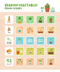 Regrow vegetables from scraps infographic