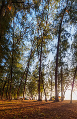 beach camping ground filled of pine forest in the morning with sunshine.