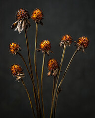 Dead stems and seedheads of three-lobed coneflowers (Rudbeckia triloba) in garden in central Virginia in mid-winter.