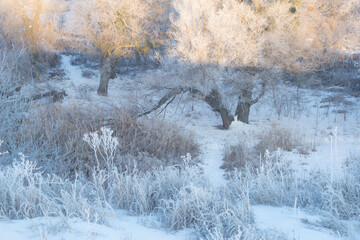 Fototapeta premium winter sunrise and a tree on a slope. Fantastic winter landscape. frozen snowy trees at sunrise. Christmas holiday background