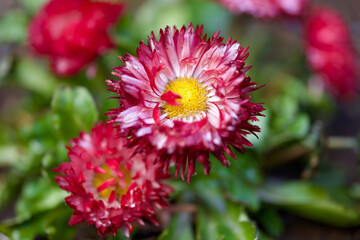 Obraz premium 冬の花