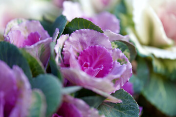 Obraz premium 冬の花
