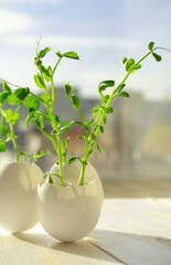 Growing microgreens of peas in eggshells. Upcicle concept. Eco recycling of organic waste. Spring season.